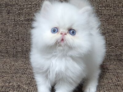 Персидские котята