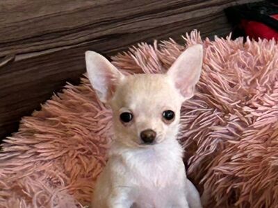 Chihuahua kutsikad
