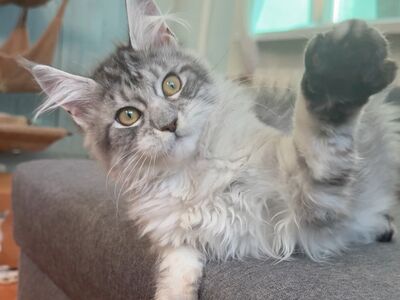 Maine Coon, emane