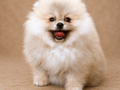 Pomeranian Spitz