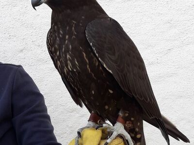 Buy GYR x Peregrine Black Falcons