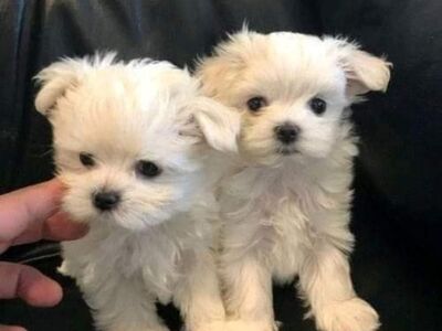 Müüa malta bichon'i kutsikad.