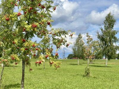 Eksklusiivne krunt Peipsi järve kaldal!