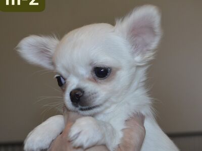 Chihuahua kutsikad