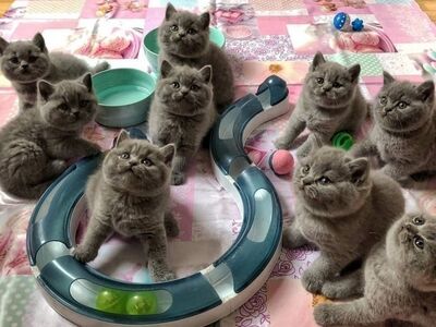 Britse Korthaar kittens beschikbaar