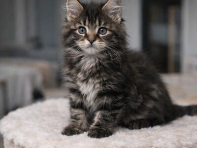 Isane Maine Coon, TICA registreeritud, aktiivne.