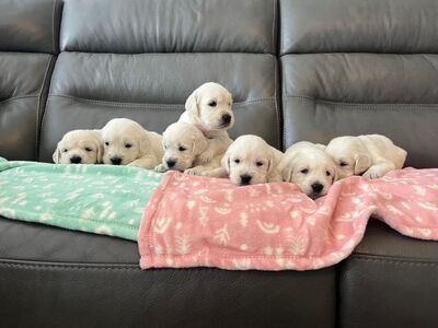 Golden Retriever Puppies Available