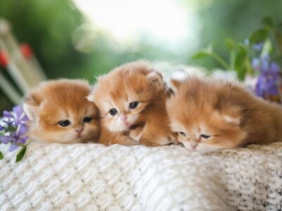 Golden chinchilla  BRITI kassipoeg