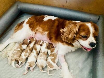 Cavalier King Charlesi spanjeli kutsikad..