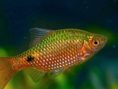 4  barbust  (  barbus  conhonia  )