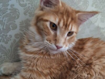 Maine Coon