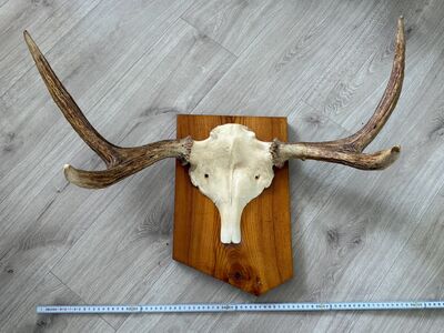 Põdrasarved alusel, 80 cm