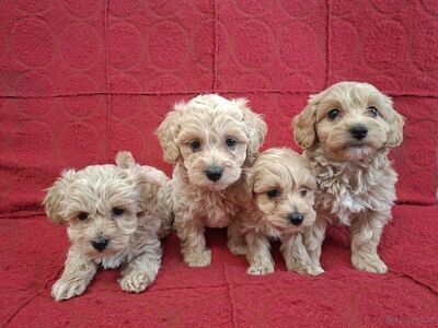 Maltipoo