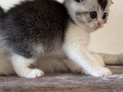 Scottish Fold/Straight kassipojad