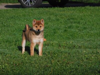 Shiba inu