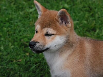 Shiba Inu