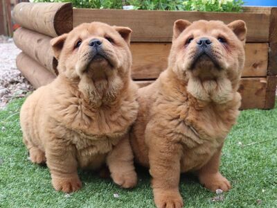 Chow Chow kutsikad