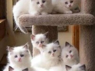 Ragdoll kittens available now