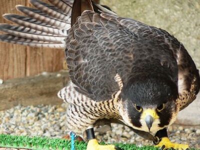 Saker x Peregrine Falcons for sale