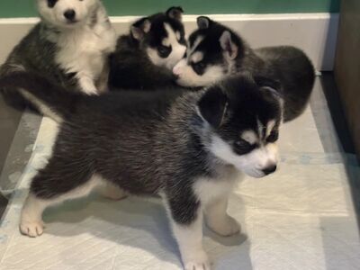 Siberi husky
