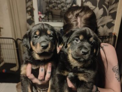 Rottweiler