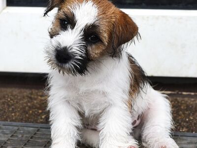 Jack Russelli terjeri kutsikas
