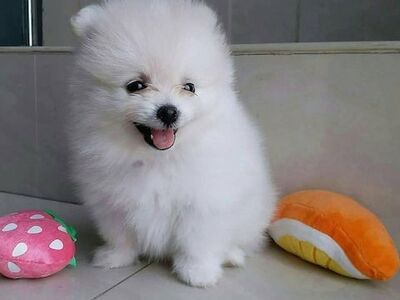 Pomeranian kutsikad on lapsendamiseks saadaval