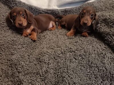 Dachshund puppies