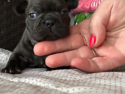Prantsuse buldog