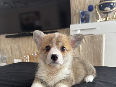 Pembroke Welsh corgi