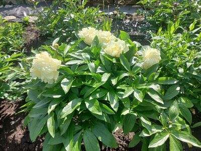 Pojeng / Paeonia lactiflora Sunny Girl