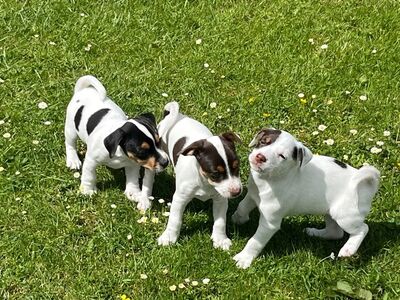 Jack Russelli terjer