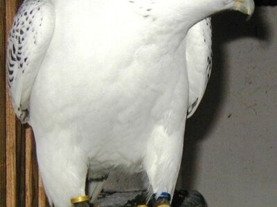 GYR x PEREGRINE FALCONS for Sale