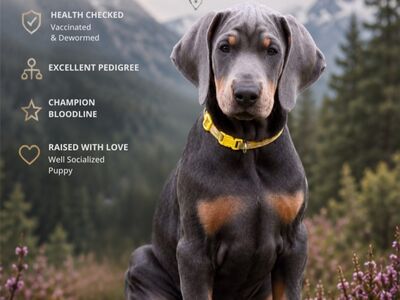 dobermann