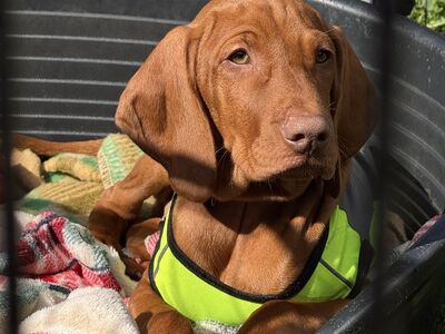 Ungari lühikarvalise linnukoera kutsikad (vizsla)