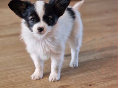 Papillon