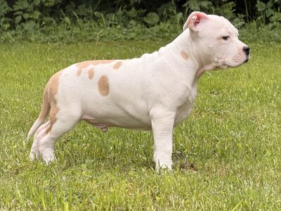 Ameerika Staffordshire terjeri kutsikas