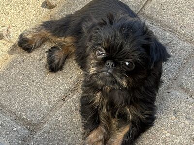 Griffon Belgian