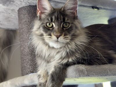 Maine Coon, emane