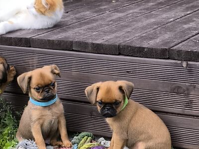 Väike Brabandi grifoon kutsikad
