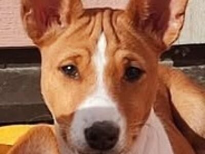 Basenji kutsikad