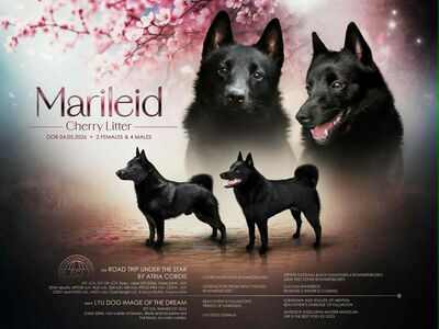 Schipperke kutsikad otsivad uut kodu