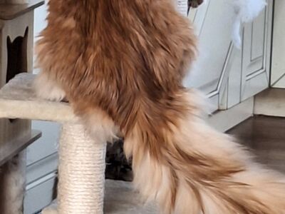 Maine Coon