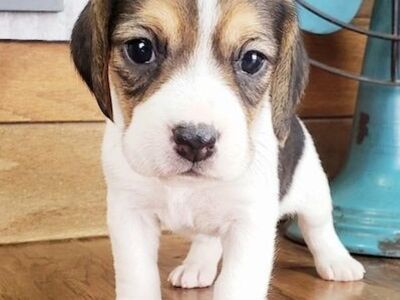 Puhtatõulised beagle'i kutsikad müügil.