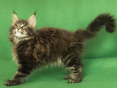 MAINE COON KASSIPOJAD