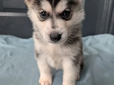 Siberi huskyt,
