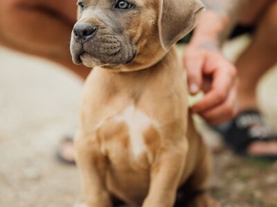 Cane Corso kutsikad