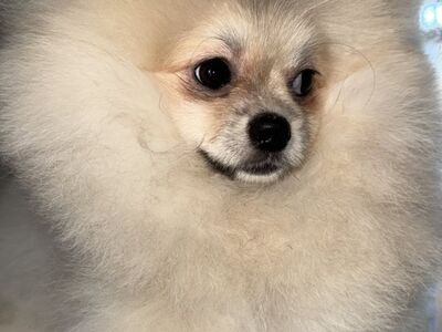 Pomeranian Spitz