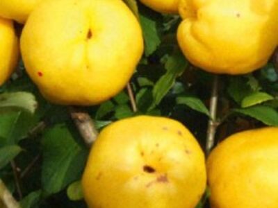 Küdoonia/quince