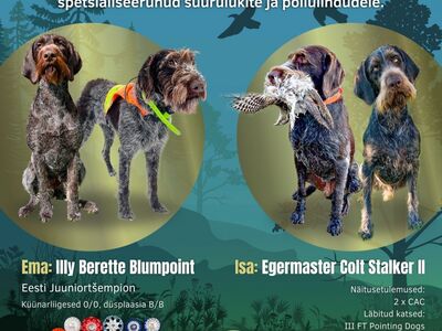Karmikarvaline Saksa linnukoer
